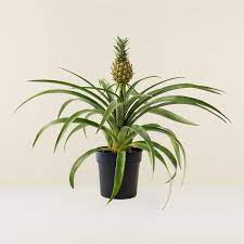 ananas plant