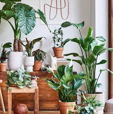 Creëer een Groene Oase in Huis met Prachtige Kamerplanten