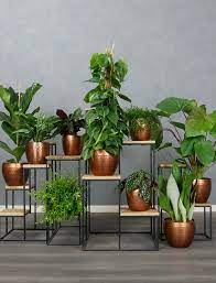 Kamerplanten Kopen: Breng Groen in Huis met Stijl