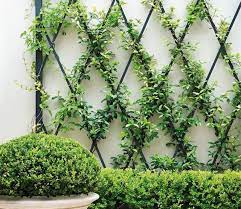 Pracht en Praal van Klimplanten: Verticale Groenbeleving voor uw Buitenruimte
