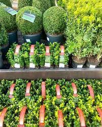 Bestel Prachtige Tuinplanten Online voor Jouw Groene Oase