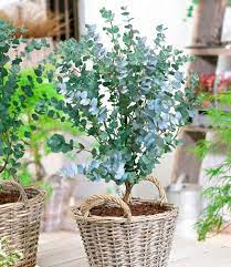 Eucalyptus Plant Kopen: Haal de Genezende Kracht van de Natuur in Huis