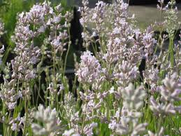 Lavendel Planten Kopen: Een Geurige Aanwinst voor Jouw Tuin