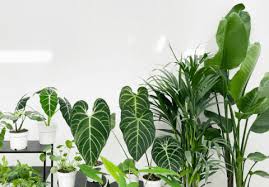 Gemakkelijk en Groen: Planten Kopen Online