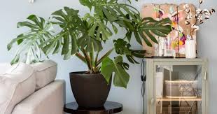 Gemakkelijk en Snel Planten Online Bestellen: Ontdek de Groene Wereld van Online Plant Shopping
