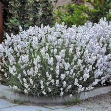 vaste plant met witte bloemen