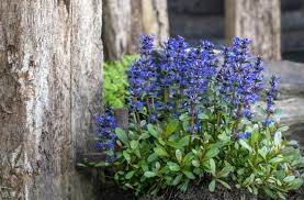 Pracht van Blauwe Bloemen in Vaste Planten – Een Betoverende Toevoeging aan uw Tuin