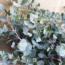 Eucalyptus Plant Buiten: Een Verfrissende Toevoeging aan Jouw Tuin