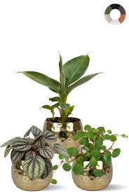Groen Plezier: Planten in Pot voor Binnen en Buiten