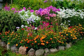 Prachtige Winterharde Planten met Bloemen: Kleur in uw Tuin het Hele Jaar Door