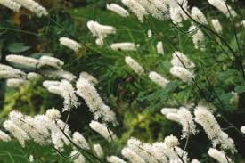 Pracht en Praal: Witte Vaste Planten voor een Tijdloze Tuin
