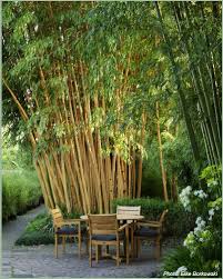 Prachtige Bamboe Planten voor Buitenrijkdom