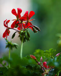 Prachtige Geranium: De Ideale Vaste Plant voor Uw Tuin