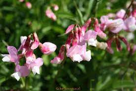Prachtige Planten met Roze Bloemen voor Buitenpracht
