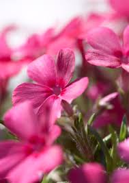 Prachtige Plant Met Roze Bloem: Een Betoverende Toevoeging aan uw Tuin