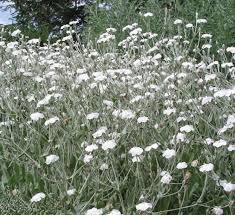 Prachtige Planten met Witte Bloemen voor Buiten: Een Tijdloze Toevoeging aan uw Tuin
