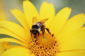 Langbloeiende planten ter bevordering van hommel- en bijenpopulaties