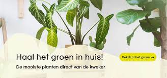 Gemakkelijk Groen: Ontdek de Voordelen van Online Planten Bestellen