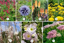 Kleurrijke Opties: Planten voor Droge Zandgrond in uw Tuin