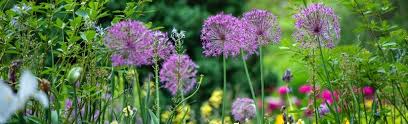 Prachtige Tuinplanten voor Schaduwrijke Plekken