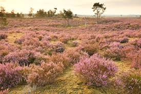 Pracht van de Herfst: Kleurrijke Bloeiende Planten in het Najaar