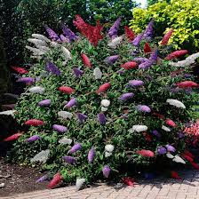 groenblijvende tuinplanten