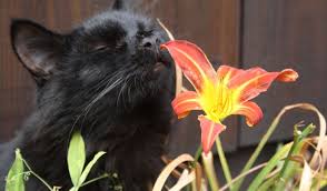 Veilige en Katvriendelijke Tuinplanten: Niet Giftig voor Katten