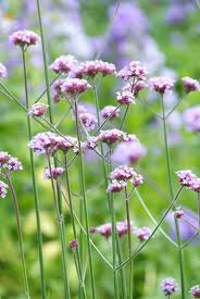 Prachtige paarse tuinplanten: Kleurrijke bloemenpracht voor jouw tuin!