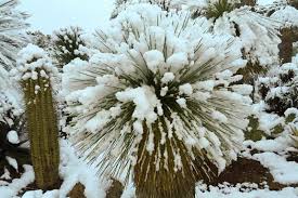 Prachtige Wintervaste Tuinplanten voor een Kleurrijke Tuin in de Winter