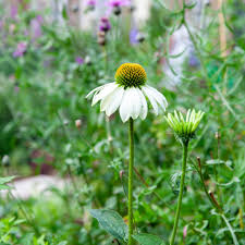 zonnehoed plant kopen