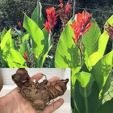 Pracht van de natuur: Planten met Rode Bloemen