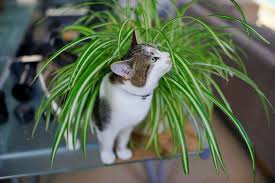 planten die giftig zijn voor katten