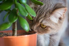 planten giftig voor katten