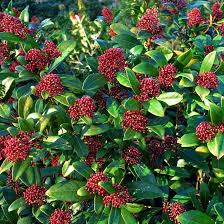 Prachtige Bloeiende Planten voor Buiten: Kleurrijke Natuur in je Tuin