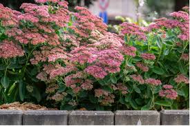 vaste bloemen planten