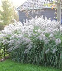 vaste planten in volle zon