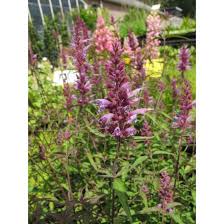 Kleurrijke vaste planten voor in volle zon: Een bloeiende oase in uw tuin