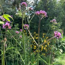 makkelijke planten buiten