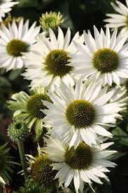 plant met witte bloemen op lange steel