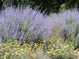 Tips voor het Kweken van Planten op Droge Grond