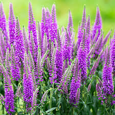 Prachtige Vaste Planten Voor Een Kleurrijke Tuin