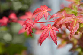 Pracht en Symboliek van Japanse Esdoorn Planten