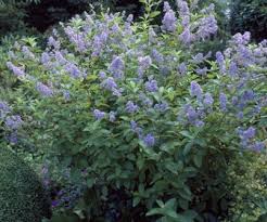 Pracht en Praal: Ontdek Planten met Blauwe Bloemen