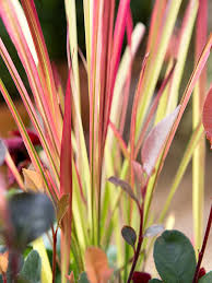 planten buiten winterhard