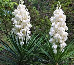 Prachtige Winterharde Planten met Witte Bloemen: Een Betoverende Keuze