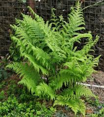 varens planten buiten