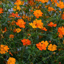 vaste planten met oranje bloemen