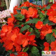 begonia tuinplant