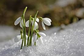 Kleurrijke Bloeiende Planten om de Winter Op te Fleuren