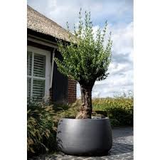 grote planten in pot buiten